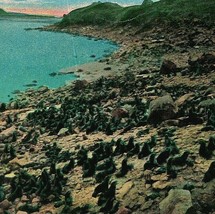 Pribolof Îles Ak Sceau Sur 1916 Carte Postale Lowman &amp; Hanford C17 - £4.02 GBP