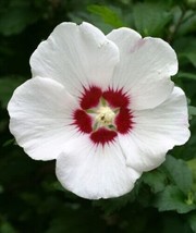 Rose Of Sharon Hibiscus Live Plant with Roots - Rare White Rose hibiscus - 5&#39;&#39; t - £15.94 GBP