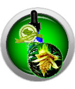 Kewra Absolute Oil (Pandanus odoratissimus) - $6.00+