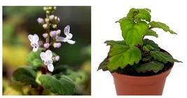 2.5&quot; Pot Plectranthus Ernstii Zen Buddha Swedish Ivy Plant Houseplant or... - £30.36 GBP