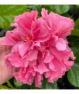 Kona Hibiscus, Small Rooted Starter Plant Double Blooming Hibiscus Rosa ... - $36.99