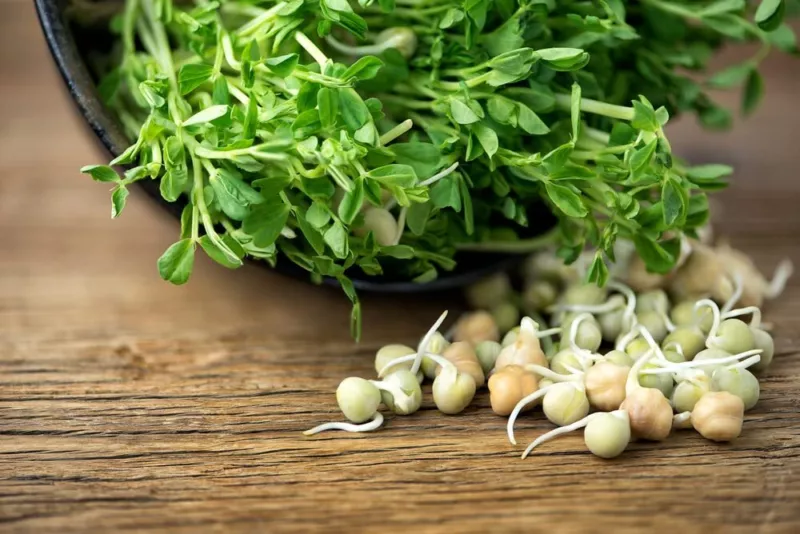 Lentils Sprouts Seeds (100 Seeds) Grow Tasty and Delicious - £11.65 GBP