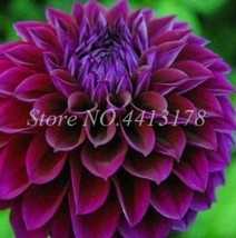 200 Seeds Dahlia Flower Plants Jardin Charming &amp; Bonsai Dahlia Plant Pot... - $8.35