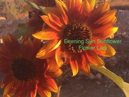 Sunflower Evening Sun+20 Seeds+New+Buy 2 Get 1 Free - £5.47 GBP