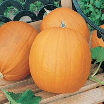 JACK-O-LANTERN Pumpkin 100 - 800 Seeds Great for Carving &amp; Pie! Heirloom NON-GMO - £4.65 GBP+
