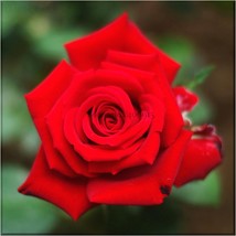 Heirloom Fresh Red Chinese Rose Flower Seeds, Professional Pack, 20 Seeds, stron - £3.56 GBP