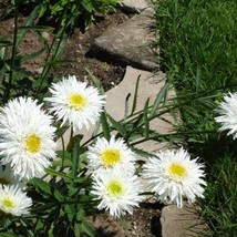 USA SELLER Chrysanthemum Seeds Crazy Daisy 100 Seeds Shasta Daisy - £14.27 GBP