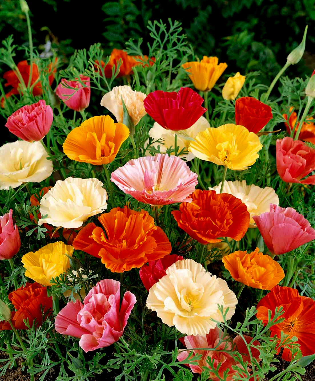California Poppy Seeds - Mission Bells, 500 Seeds, Non-GMO - $3.83