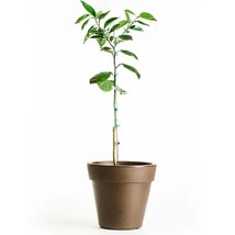 For Florida Only!! 18-26&quot; tall Hamlin (Louisiana) Sweet Orange Tree, grafted - £89.70 GBP