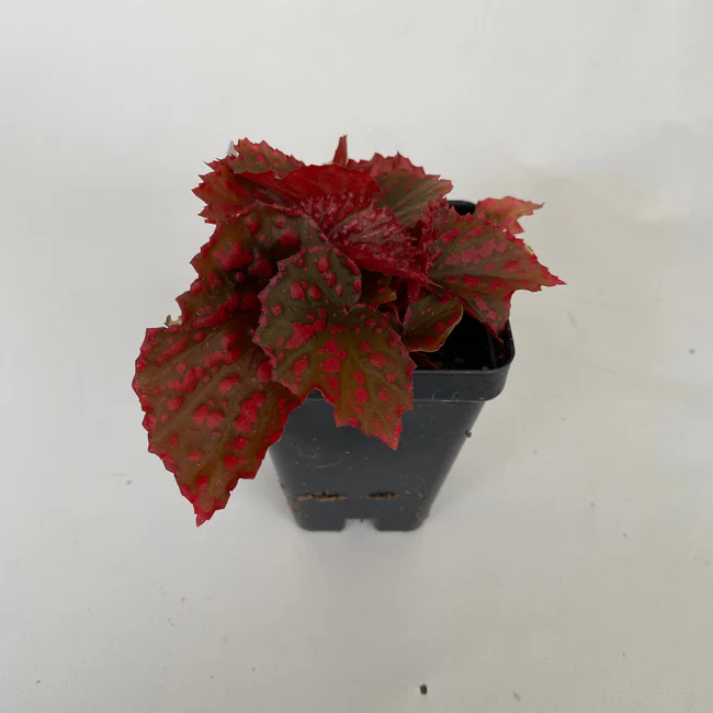 JGBO Begonia Redrum 3 Inch Pot USA Seller - $119.98