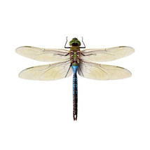 Blue Green Realistic Dragonfly Decal 6&quot; wingspan - Peel and Stick Indoor or Out - £3.07 GBP