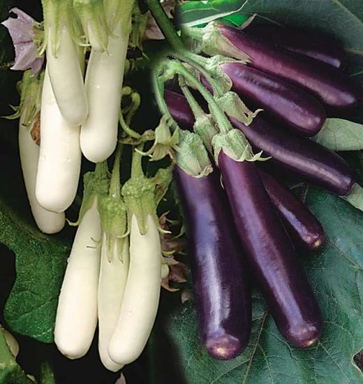 Eggplant Seeds Asian Chinese Long Purple or White Better tasty, Soft  &amp; ... - $7.34