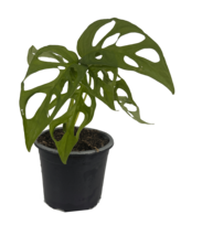 Monstera Tigre by LEAL PLANTS ECUADOR | Swiss Cheese Plant | Natural Déc... - £39.15 GBP