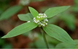 Shaggy Buttonweed - Spermacoce hispida - 25+ seeds - E 250 - $1.99