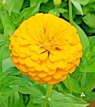 Guashi Store 300 Seeds Yellow Zinnia Seeds Big Cut Flowers Summer Garden Floweri - £7.11 GBP