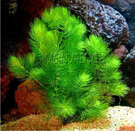 Aquarium Seed Water Grasses Beautifying Color:7 - $9.99