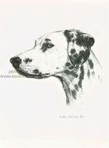 #341 DALMATIAN  dog art print * Pen and ink drawing * Jan Jellins - $12.50