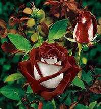 SEPTH Love in Rose Seeds / Rare Gorgeous Blooms / 30 Seeds / / TS - $5.00