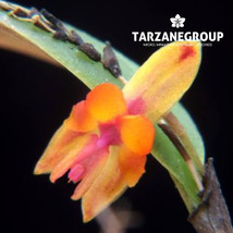 LEPANTHES AURITA MINIATURE ORCHID MOUNTED - $53.00