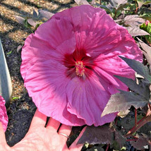 20 Dinner Plate Hibiscus Seeds Hibiscus Moscheutos USA Fast Shipping - $17.40