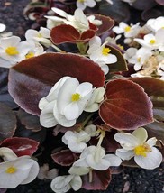 Begonia Seed Wax White Begonias Wax Begonia Heirloom NON GMO Flower Seed 75ct - £7.33 GBP