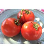 Homestead Tomato, 50 Seeds, Heirloom, NON-GMO, FREE SHIPPING - $30.67 MXN