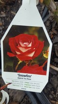 Snowfire Hybrid Tea Rose 3 gal Red White Bush Plants Shrub Plant Fine Roses - $77.55