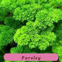 Parsley Seeds 1000+ Fresh Harvest Moss Curled Herb Garden Biennial Plants - $60.98 MXN