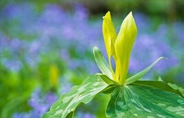 Yellow Trillium 20 bulbs (T. luteum) wildflower image 5