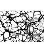 Assimilation - $200.00