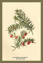 Flowers and Fruit of the Yew by W.H.J. Boot - Art Print - £17.53 GBP+