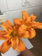 ORANGE DOUBLE BLOOM Daylily 3 fans/root systems image 2