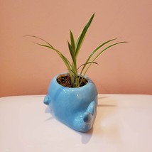 Blue Whale Planter with Live Spider Plant, Houseplant in Ceramic Plant Pot image 4