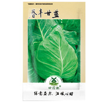 400Pcs Cabbage Seed Early Jersey Wakefield Organic Non Gmo Garden USA Seller - $20.00