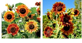 300 Seeds Sunflower EVENING COLORS Autumn Rust Red Birds Pollinators Seeds - £21.15 GBP