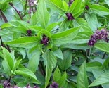 Cinnamon Basil Seeds 300 Mexican Herb Spices Cooking Culinary Fast Shipping - $8.99