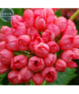 BELLFARM Geranium &#39;Tulip Orangish Red Bud&#39; Perennial Bonsai Flowers - £8.62 GBP