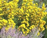 100 Seeds Maximilian Prairie Sunflower Seeds Native Wildflower Heat Cold... - £7.18 GBP