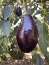 Grafted Mexicola Avocado Fruit Tree Cold Hardy, Persea Americana - £119.62 GBP