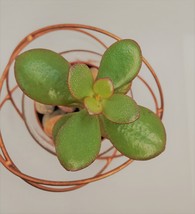 Baby Jade Succulent in Rose Gold Planter, Crassula Plant, Metal Glass Pot, 4" image 3
