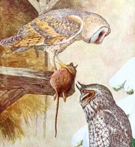 Barn Owl And Long Eared Owl 1936 Bird Art Lithograph Color Plate Print D... - £31.41 GBP
