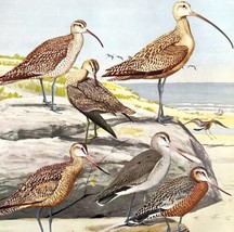 Curlews And Godwit Types 1955 Plate Print Birds Of America Nature Art DW... - £23.63 GBP