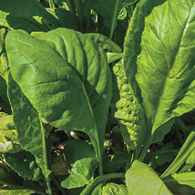 Spinach Mustard (Tendergreens) 100 Vegetable Seeds - $7.98
