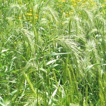 500+ Virginia Eastern Wild Rye Grass Native Prairie Bunchgrass Seeds - $20.85