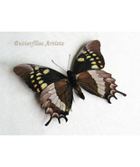 Papilio Warscewiczii RARE Very Bizarrely Butterfly Framed Entomology Sha... - $107.29 CAD