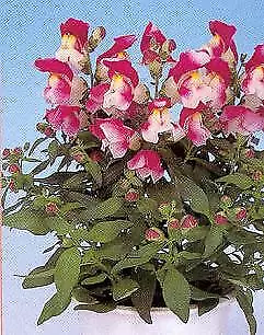 Snapdragon Floral Showers Wine Bicolor 1,000 seeds - £25.17 GBP