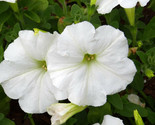 Sale 25 Seeds White Petunia Grandiflora Large Flower  USA - £8.03 GBP