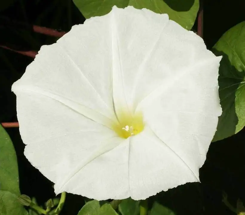 KingStore 50 Seeds Morning Glory White Moonflower Vine - £7.21 GBP