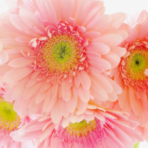 PINK Series Gerbera Daisy Perennial Gerbera Jamesonni Plants 20 PCS Seeds - $10.40