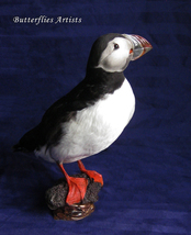 Taxidermy Atlantic Puffin Fratercula Arctica Stuffed Bird Scientific Zoology  - $449.00